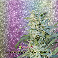 Blueberry Pot Tart Feminised Cannabis Seeds | Dr Krippling
