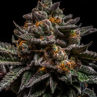 Brain Cake Feminised Cannabis Seeds | Ripper Seeds