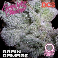 Brain Damage Feminised Auto Cannabis Seeds - Growers Choice