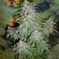 Super Kush Feminised Cannabis Seeds | British Columbia 