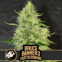 Bruce Banner #3 Fast Feminised Cannabis Seeds | Blimburn Seeds