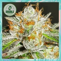Bruce Banner - Double Seeds