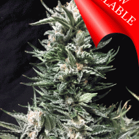 Bruce The Russian Feminised Cannabis Seeds | Cream Of The Crop