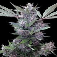 Bubba Kush x PCK Haze Regular Cannabis Seeds | Ace Seeds