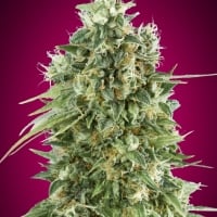 Bubble Gum CBD Feminised Cannabis Seeds | OO Seeds
