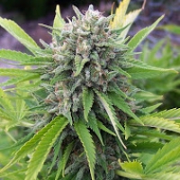Bubblegun Regular Cannabis Seeds | Spliff Seeds 