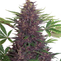 Purple Kush Automatic Feminised Cannabis Seeds | Buddha Seeds
