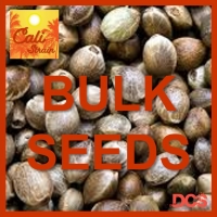 MAC Daddy Feminised Cannabis Seeds - 100 Bulk Seeds