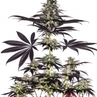 CBD + Caramelice Express Auto Feminised Cannabis Seeds | Positronics