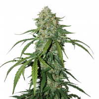 CBD 1:1 Silver Lime Haze Auto Feminised Cannabis Seeds | Seed Stockers
