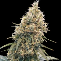 CBD Spliff Berry Feminised Cannabis Seeds | Spliff Seeds 