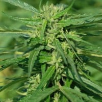 CBD Terra Italia 40:1 Feminised Cannabis Seeds – Female Seeds