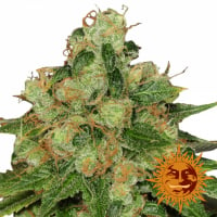 CBD Caramel Regular Cannabis Seeds | Barney's Farm