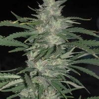 Nepal Jam Regular Cannabis Seeds | Cannabiogen Seeds