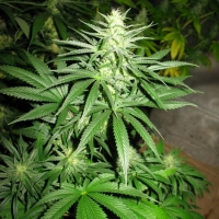 Sick Meds Chupacabra regular Cannabis Seeds