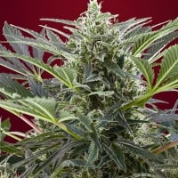 Cream 47 Feminised Cannabis Seeds | Sweet Seeds