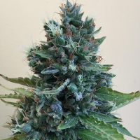 Cropolope Feminised Cannabis Seeds | Cream Of The Crop 
