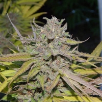 Gage Green California Dreaming Cannabis Seeds