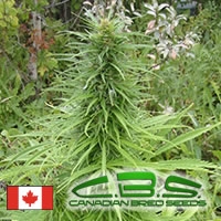 Early Sativa Regular Cannabis Seeds