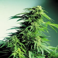 CBS Seeds Hindu Kush Cannabis Seeds