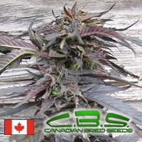 Lethal Purple Regular Cannabis Seeds