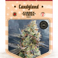 Candyland Feminised Cannabis Seeds | Garden of Green