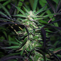 Mangobiche x Peyote Purple Feminised Cannabis Seeds | Cannabiogen Seeds