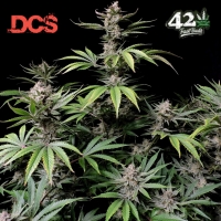 Cherry Cola Auto Feminised Cannabis Seeds | Fast Buds