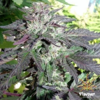 Cherry Pie Feminised Cannabis Seeds - Flavour Chasers