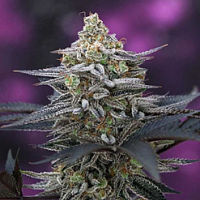 Cherrygasm Regular Cannabis Seeds | TGA Seeds