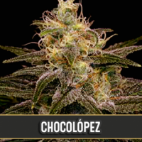 Chocolopez Feminised Cannabis Seeds | Blim Burn Seeds