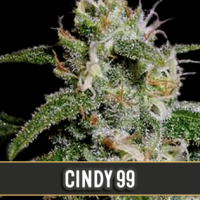 Cindy's 99 Feminised Cannabis Seeds | Blim Burn Seeds