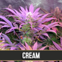 Cream Automatic Feminised Cannabis Seeds | Blim Burn Seeds