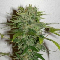 Cristal Limit Feminised Cannabis Seeds | KC Brains Seeds