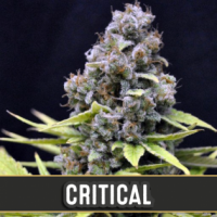 Critical Automatic Feminised Cannabis Seeds | Blim Burn Seeds 