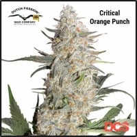Critical Orange Punch Feminised Cannabis Seeds | Dutch Passion