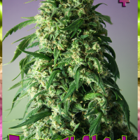 Critical Shock Feminised Cannabis Seeds | Rockwell Seeds
