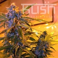 Critical Kush Auto Feminised Cannabis Seeds | Kush Seeds