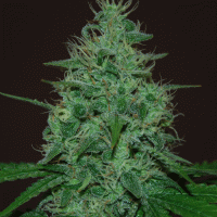 Cropical Fruit Auto Feminised Cannabis Seeds | Cream Of The Crop