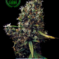 Cum Laude Feminised Cannabis Seeds | Positronics