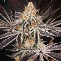 Dark Phoenix Feminised Cannabis Seeds | Green House Seeds