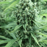 Dazy Jones Regular Cannabis Seeds | Devil’s Harvest Seeds