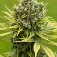 Dinamed CBD Plus Feminised Cannabis Seeds | Dinafem Seed