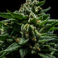 Do-G Feminised Cannabis Seeds | Ripper Seeds