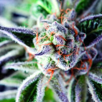 Do-Si-Dos Feminised Cannabis Seeds | Pyramid Seeds USA Range