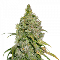 Do-Si-Dos Feminised Cannabis Seeds | Seed Stockers