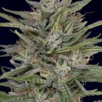 Don AK Feminised Cannabis Seeds | Don Avalanche Seeds