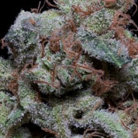 Don Cherrypie Feminised Cannabis Seeds | Don Avalanche Seeds