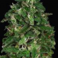 Don Critical Crack Feminised Cannabis Seeds | Don Avalanche Seeds