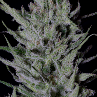 Don Do-Si-Punch Feminised Cannabis Seeds | Don Avalanche Seeds